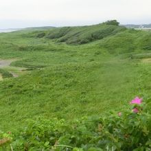 小清水原生花園