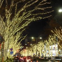シャンパンゴールドのイルミネーションが欅通りを照らします