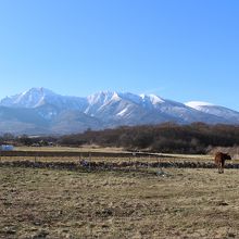 草をはむ牛が一頭。ほかは牛舎や囲いの中でした