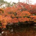 日本庭園の紅葉が見事