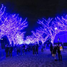 洞窟というより青い並木