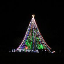 樹齢推定100年超、高さ30M超のクリスマスツリーです。