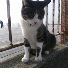 防波堤の猫さん