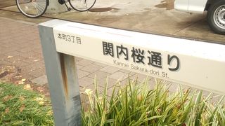 たくさんの種類のサクラ