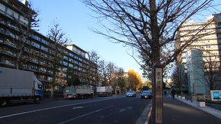 今年は落葉してました