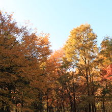 二の丸庭園から見た雑木林の黄葉