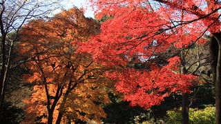 紅葉・黄葉が綺麗でした