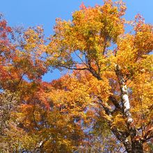 紅葉の季節