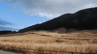 １２月でもススキ一面！