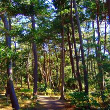 葉山しおさい公園内　黒松林