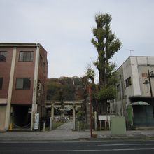 １神社正門とイチョウ