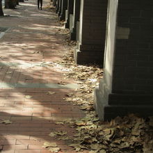 歩道の端にプラタナス落葉が集まります。