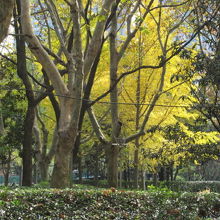 徐家匯公園の銀杏の樹が綺麗です。