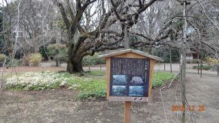 １２月なので閑散としていますが、桜の時期は大混雑！