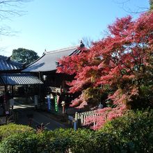 もみじ寺中心部、左本堂・右髄求堂の眺め