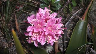 12月初旬、ロマイマ山頂の至るところで目を楽しませてくれる可愛い花Beffaria Imthurni！