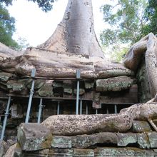 大木と大きな根っこが見所
