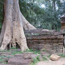 大木と大きな根っこが見所
