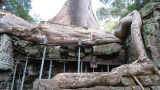 大木を見ながら歩きました