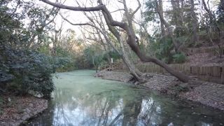 整備されていない自然な公園