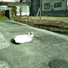 周辺はとてものどか。