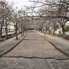 桜が植えられています