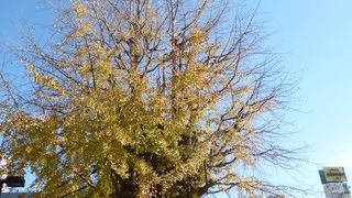 紅葉のピークは過ぎていました