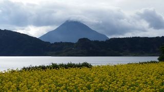 開聞岳＆菜の花＆池田湖