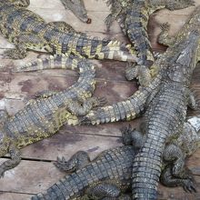 ワニがいました