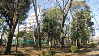 緑豊かな公園です