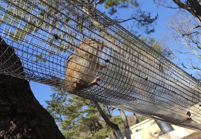 こどもにオススメ、ウォーキングサファリ