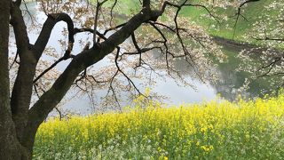 初めての千鳥ヶ淵