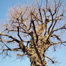 立派ないちょう