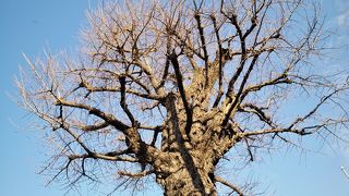 いつまでも生き続けて欲しいものです