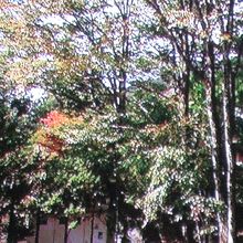 やや色付きがきずきます