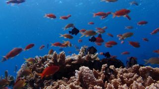 台風26号の影響で、潜れるポイントが限られています。