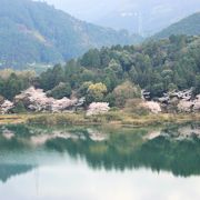 バスの車窓からみたダムの桜は湖面に映り込んで幻想的でした。