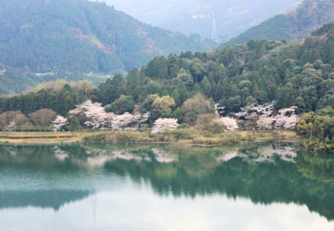 バスの車窓からみたダムの桜は湖面に映り込んで幻想的でした。