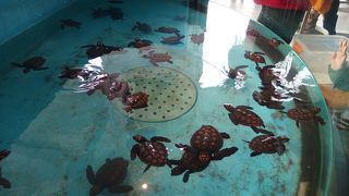 手乗りウミガメ