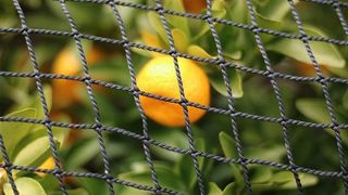 橘の実が成っていました