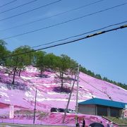 芝桜公園