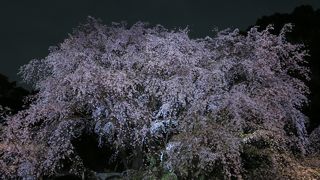 桜のライトアップを見に★