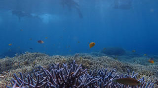 珊瑚だけでできた夢のような島に上陸！