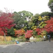 晩秋の野毛山公園