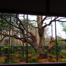 樹齢700年の五葉の松