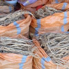 朝鮮人参があります