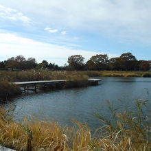 羽生水郷公園の風景