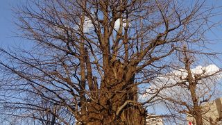 平和を願うシンボルの木。