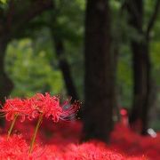 食べ物屋台が出てますので「花見」は手ぶらで大丈夫ですよ、という意味