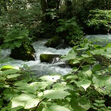 川の中に苔や草をまとった島が点在しています